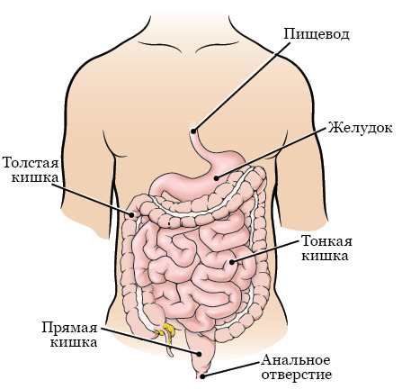 Взаимосвязь суточных ритмов человека и повседневных дел